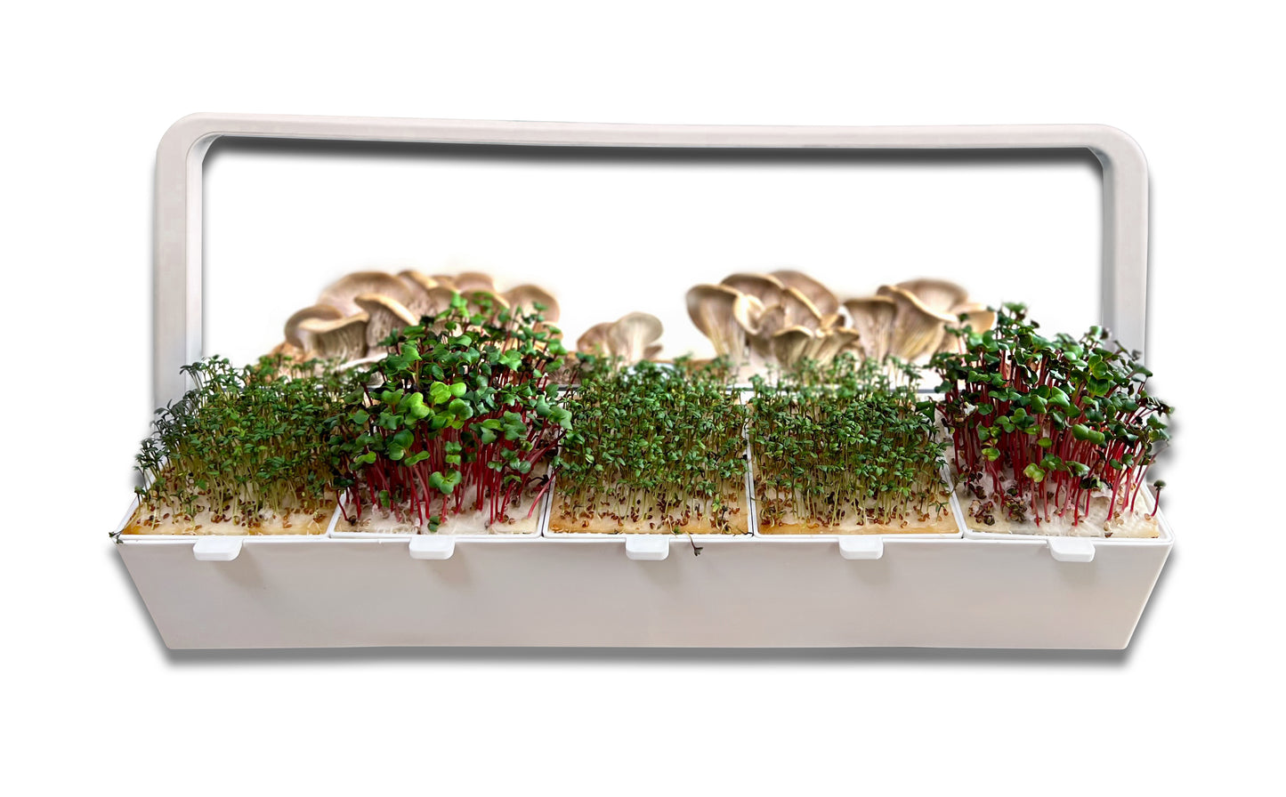 greenyGROW