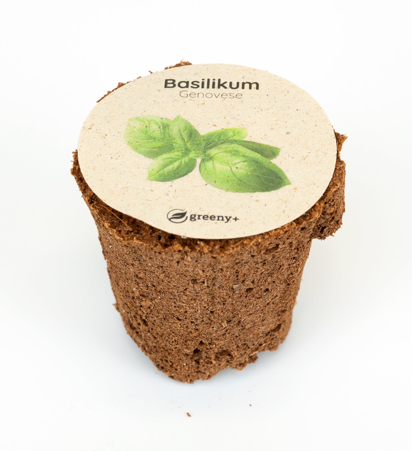 Basilikum Genoveser 6er-Pack