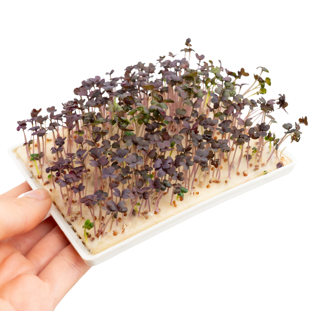 Roter Senf Microgreens 5er-Pack
