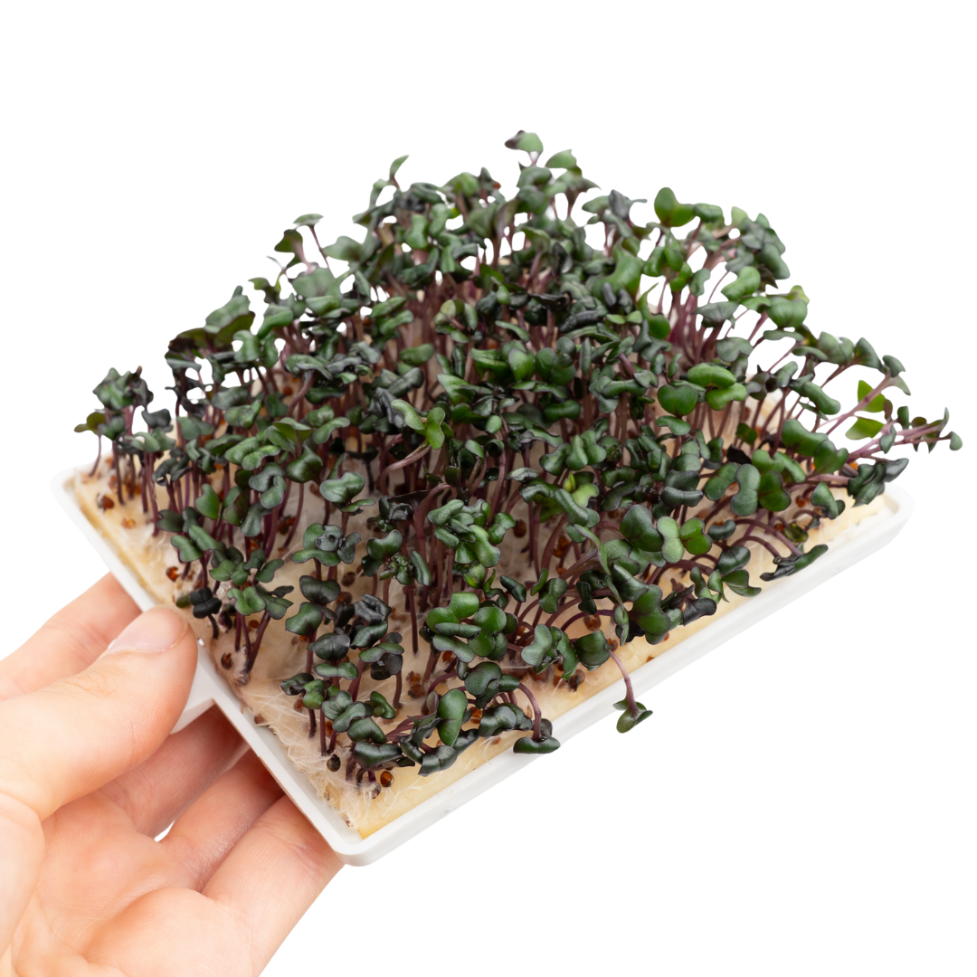 Kohlrabi Microgreens 5er-Pack
