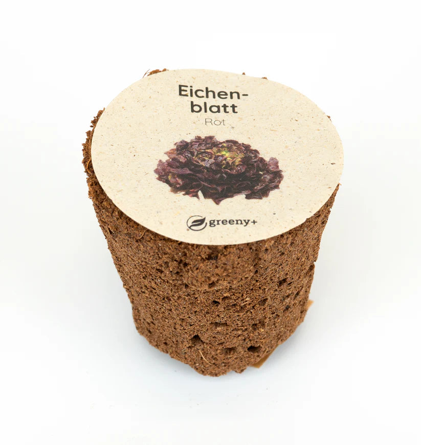 Eichblatt Rot 6er-Pack