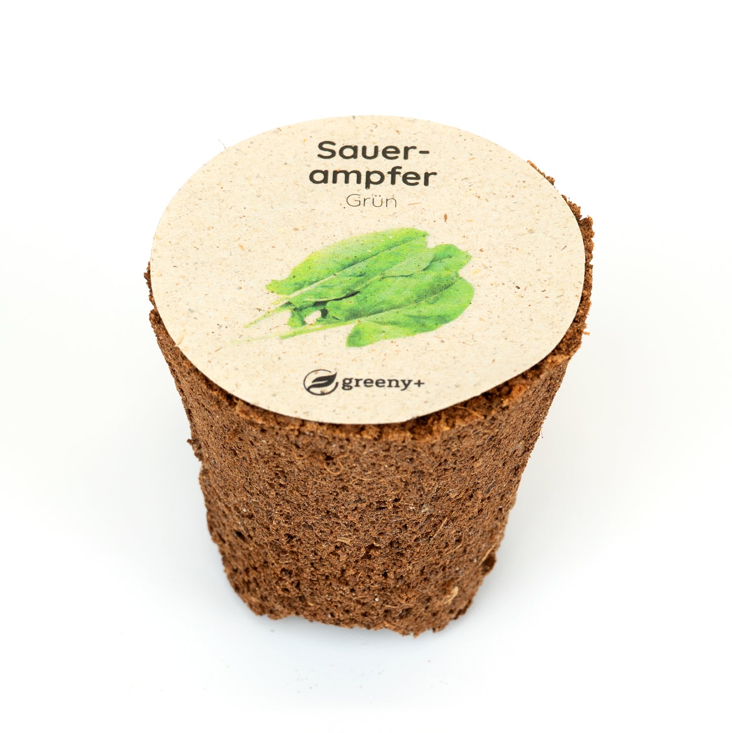 Grüner Sauerampfer 6er-Pack