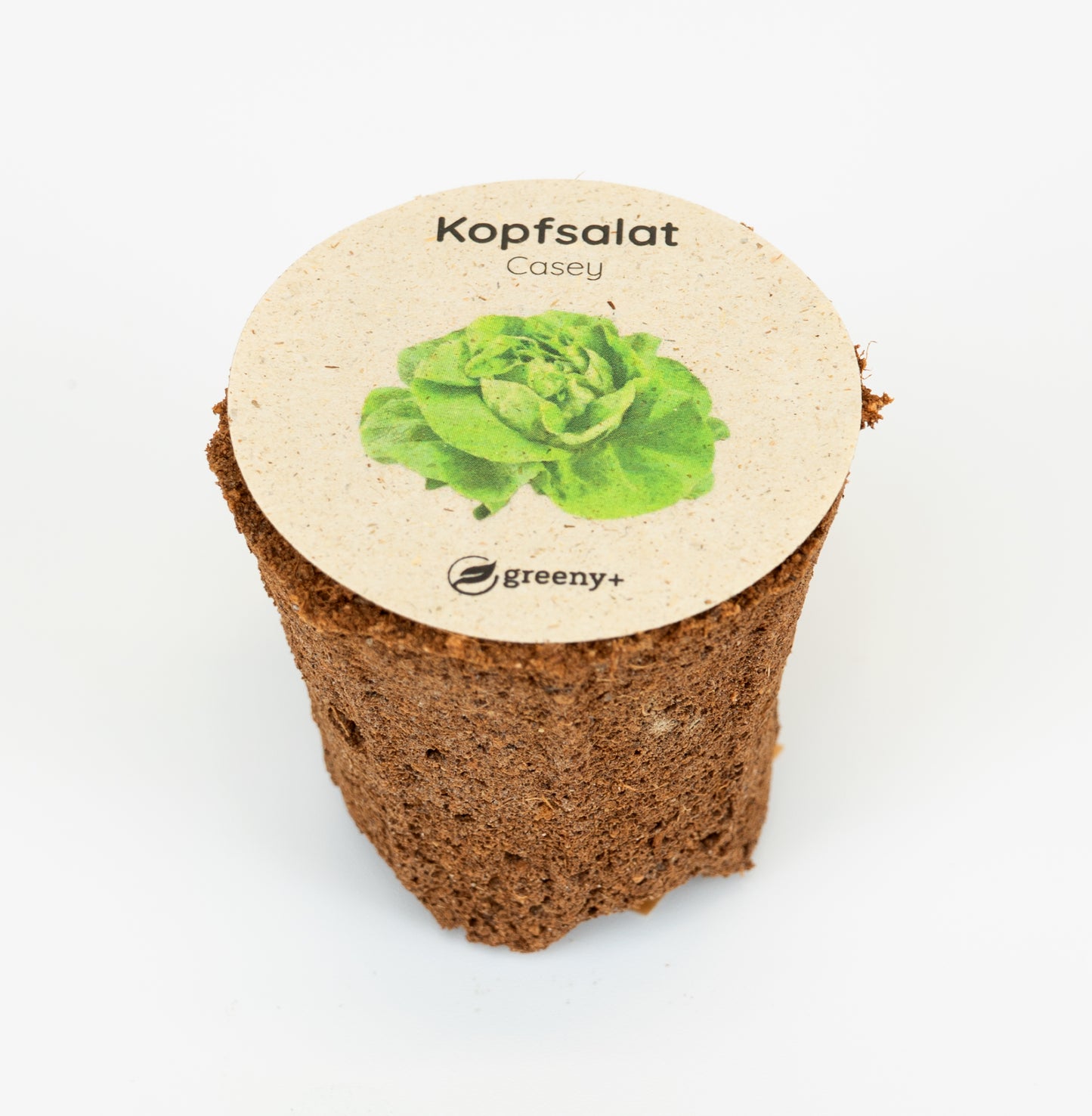 Kopfsalat Casey 6er-Pack