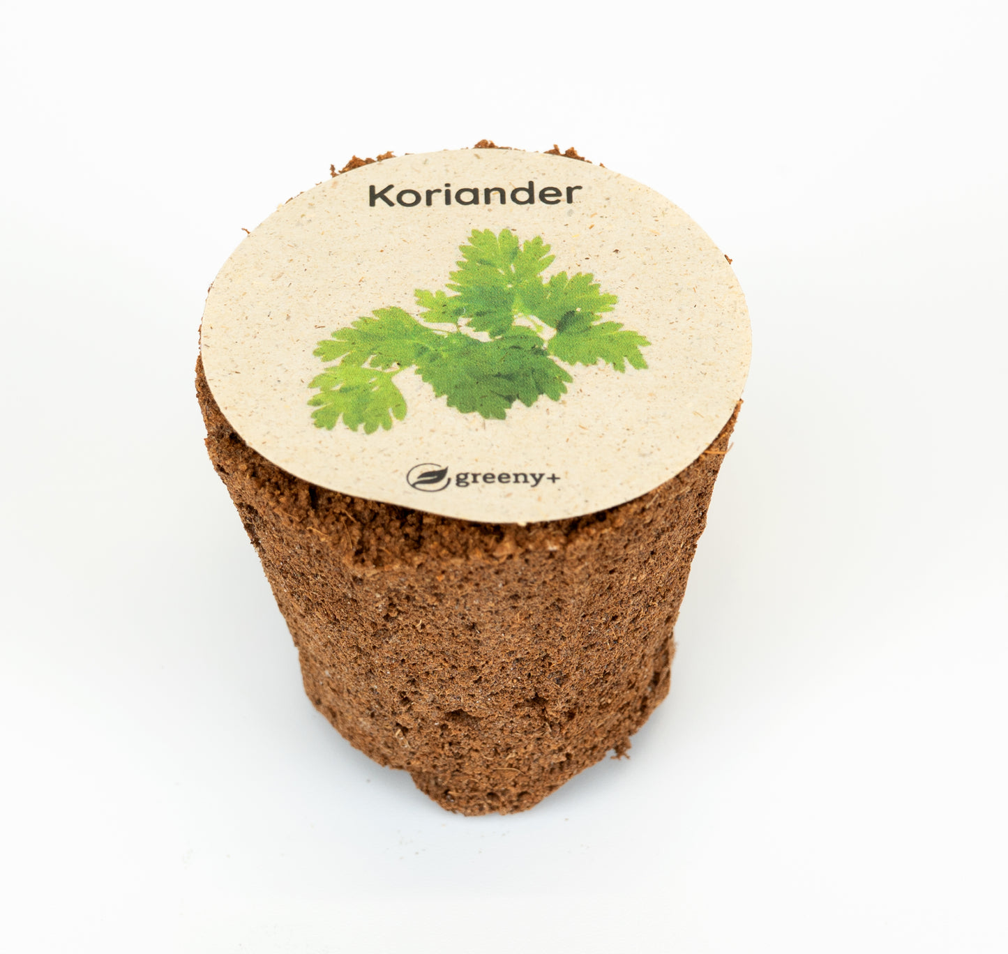 Koriander 6er-Pack