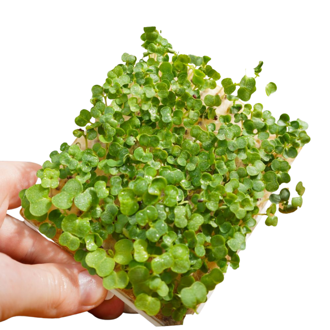 Grüner Senf Microgreens 5er-Pack