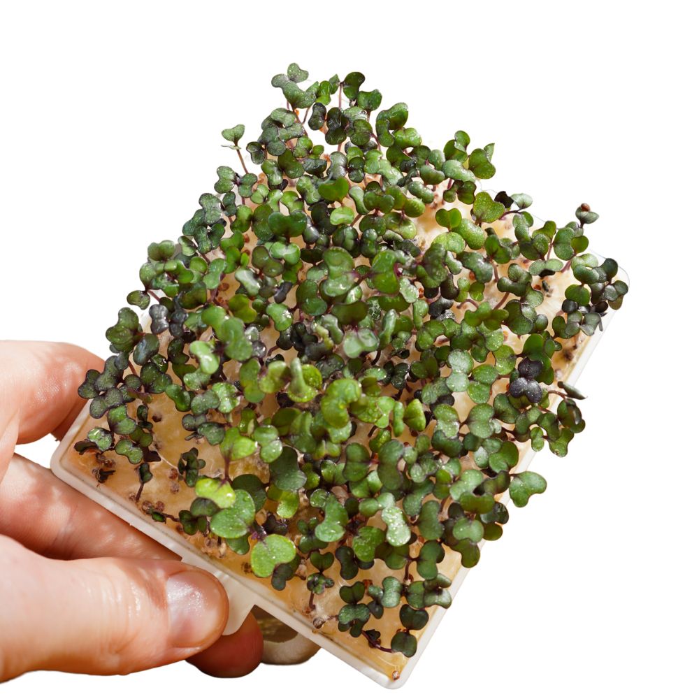 Rotkohl Microgreens 5er-Pack