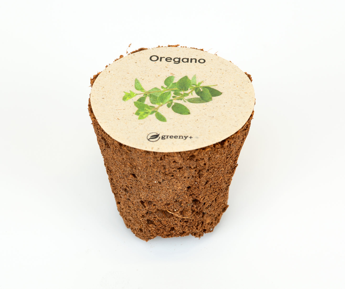 Oregano 6er-Pack