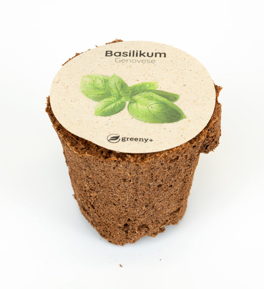 Basilikum Genoveser 6er-Pack