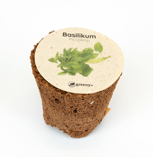 Basilikum Piccolino 6er-Pack