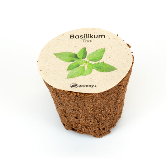 Basilikum Thai 6er-Pack