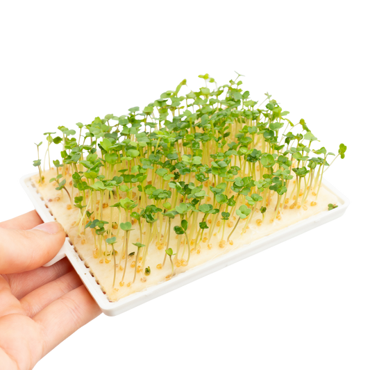 Rucola Microgreens 5er-Pack