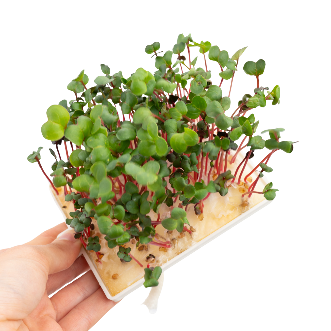 Radieschen Microgreens 5er-Pack