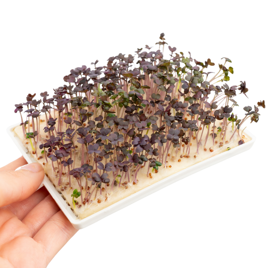 Roter Senf Microgreens 5er-Pack