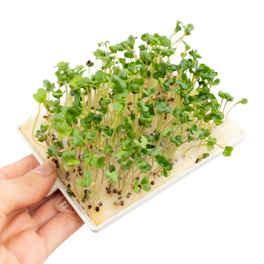 Grünkohl Microgreens 5er-Pack