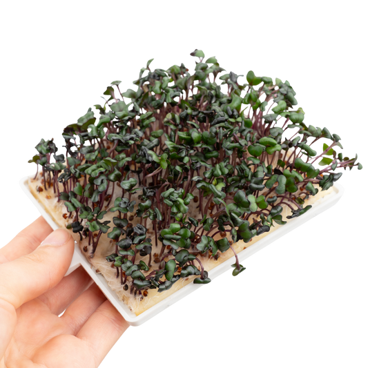 Kohlrabi Microgreens 5er-Pack