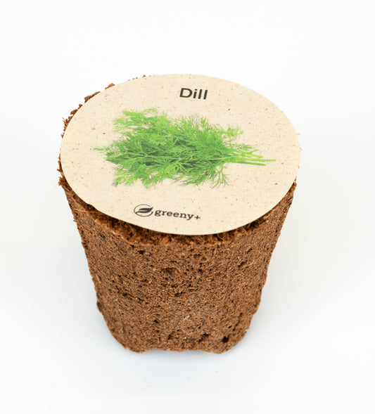 Dill 6er-Pack