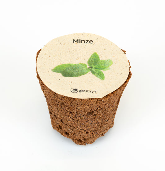 Grüne Minze 6er-Pack