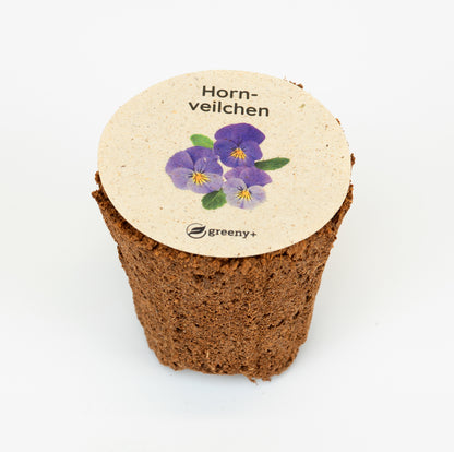 greenySEED BOX