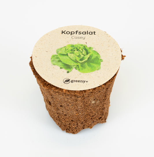 Kopfsalat Casey 6er-Pack