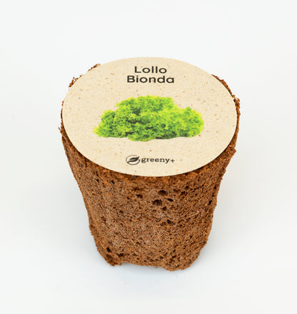 greenySEED BOX