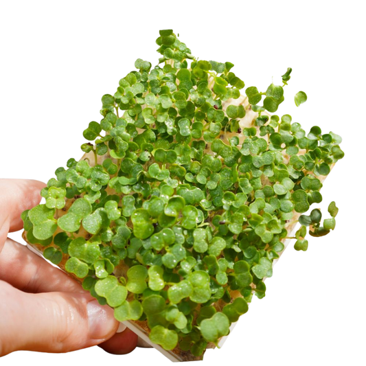 Grüner Senf Microgreens 5er-Pack