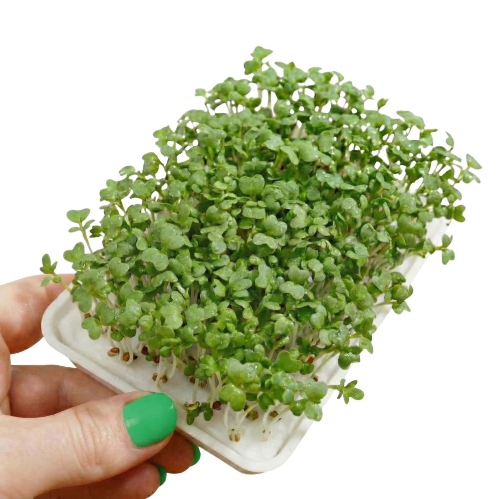 Kresse Microgreens 5er-Pack