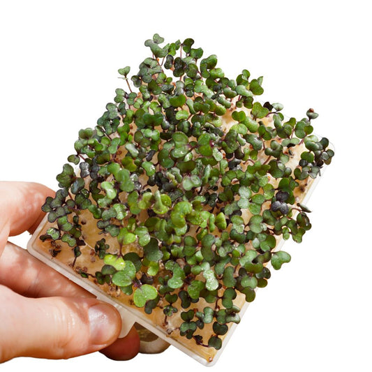Rotkohl Microgreens 5er-Pack