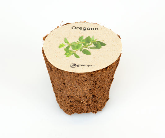 Oregano 6er-Pack
