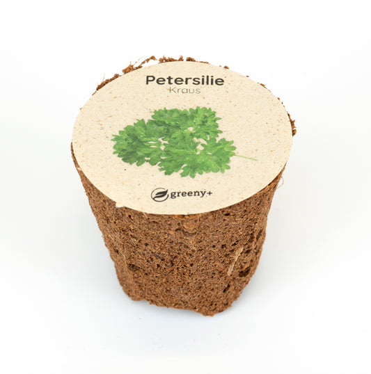 Petersilie Kraus 6er-Pack