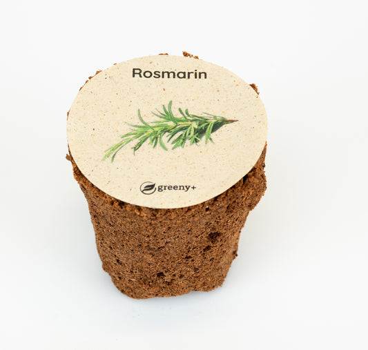 Rosmarin 6er-Pack