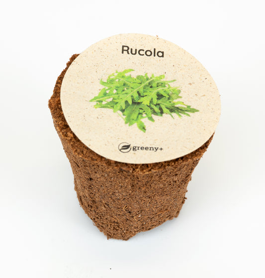 Rucola 6er-Pack