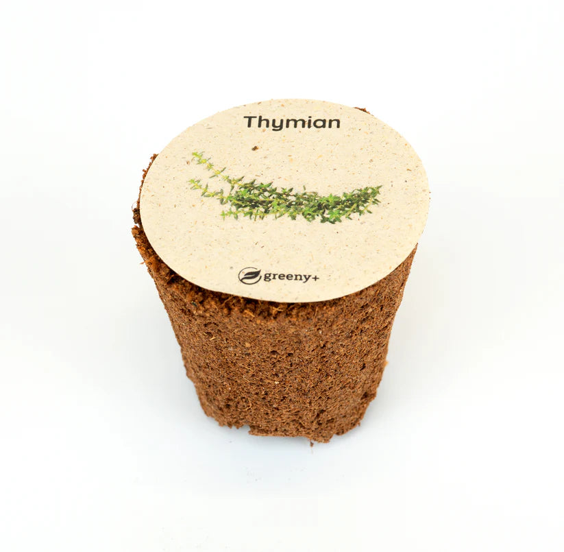 Thymian 6er-Pack