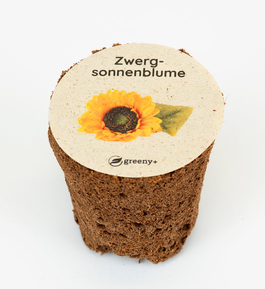 Zwerg-Sonnenblume gelb 6er-Pack
